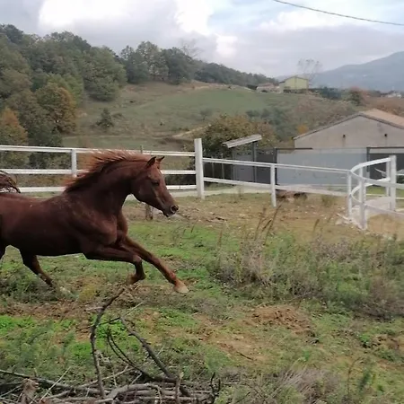 La Veronica * Pianillo